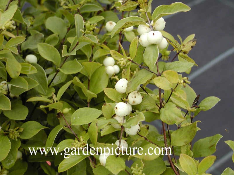 Symphoricarpos doorenbosii 'White Hedge'