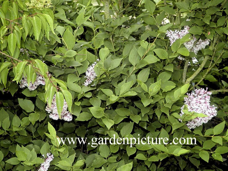 Syringa patula 'Miss Kim'