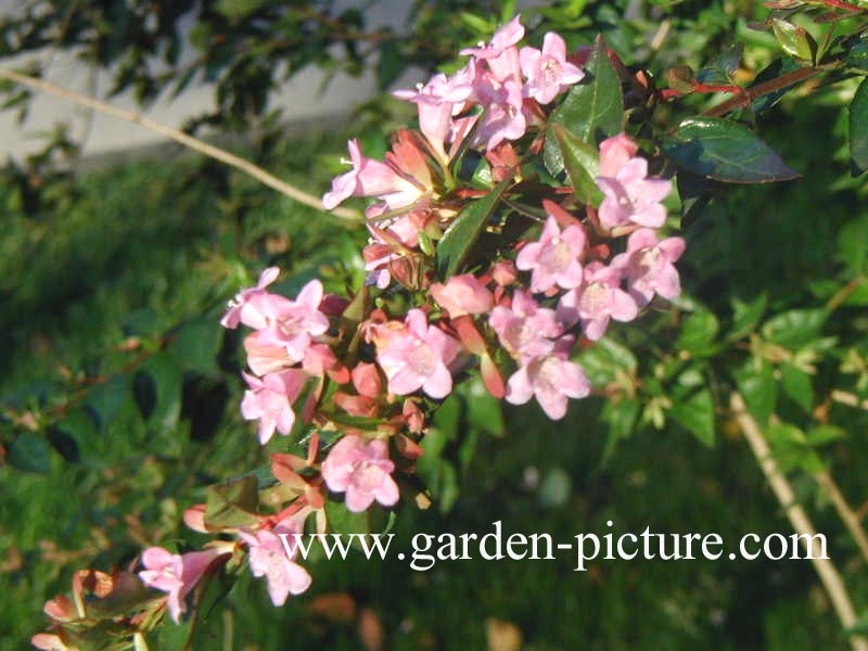 Abelia grandiflora