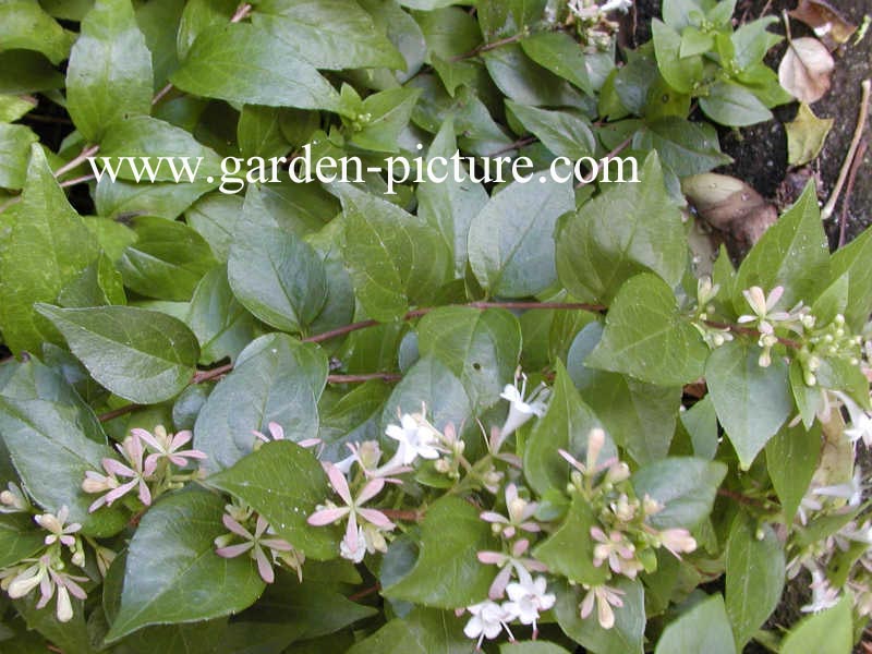 Abelia biflora