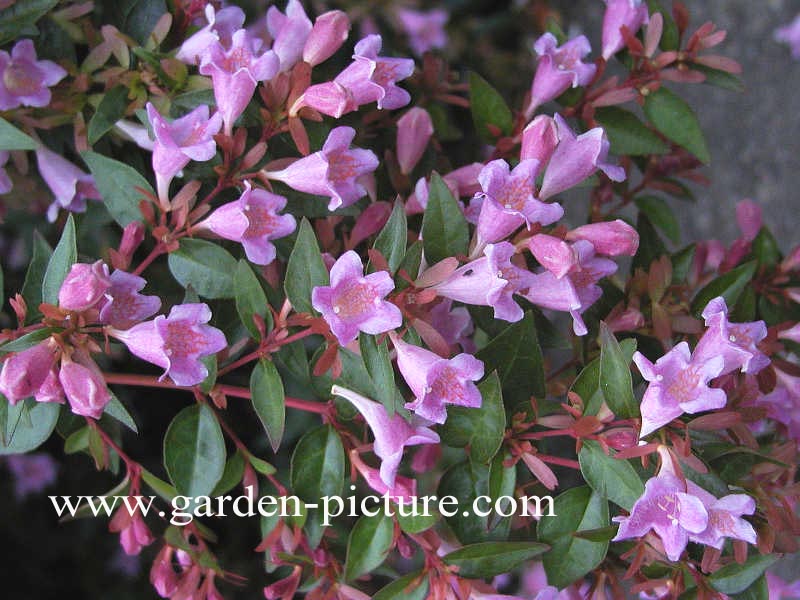 Abelia 'Edward Goucher'