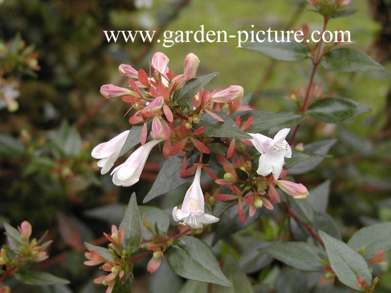 Abelia grandiflora