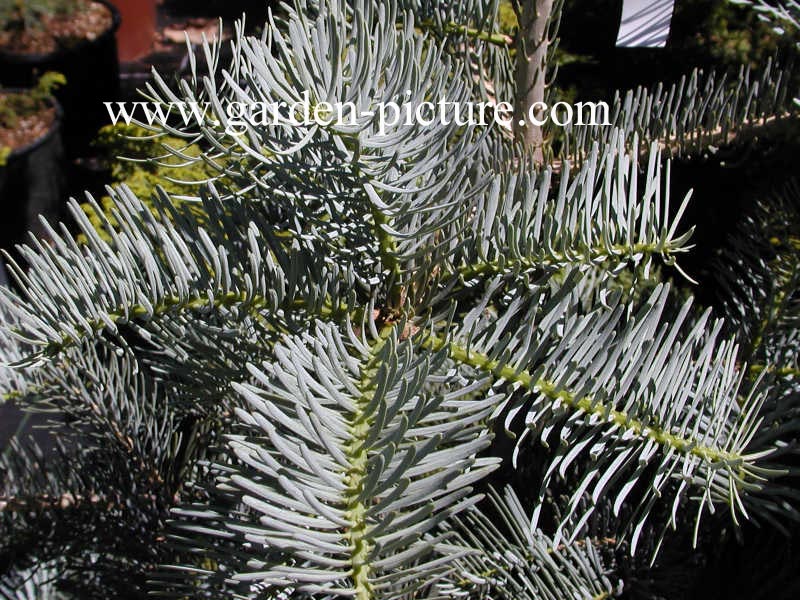 Abies concolor 'Violacea'