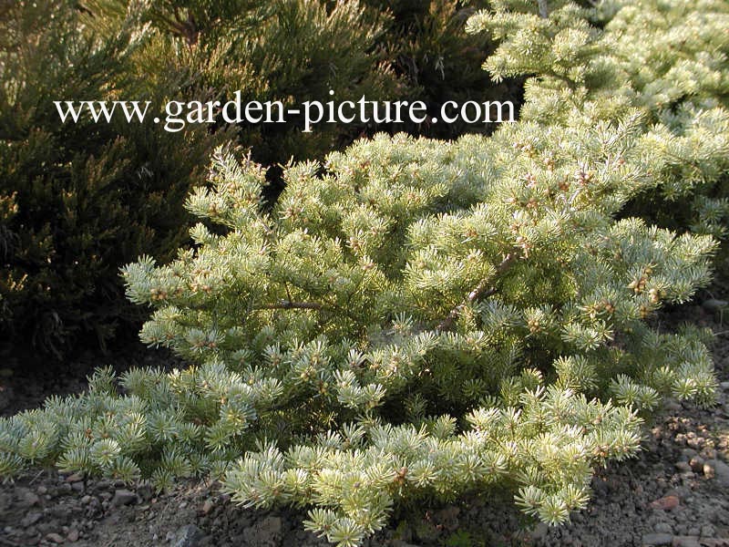 Abies koreana 'Blauer Pfiff'