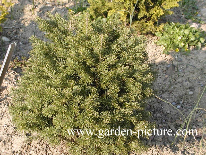 Abies lasiocarpa 'Green Globe'