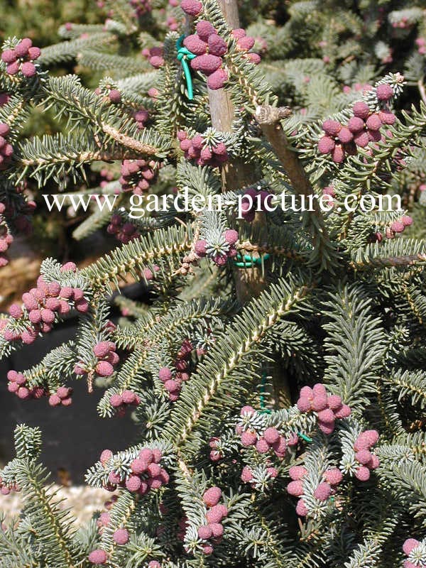 Abies procera 'Glauca'