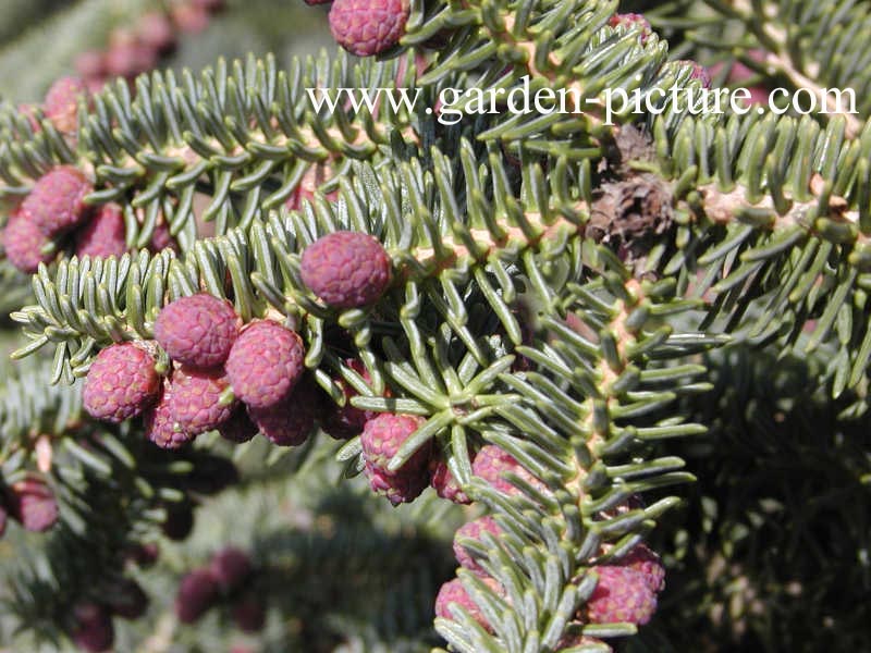 Abies procera 'Glauca'