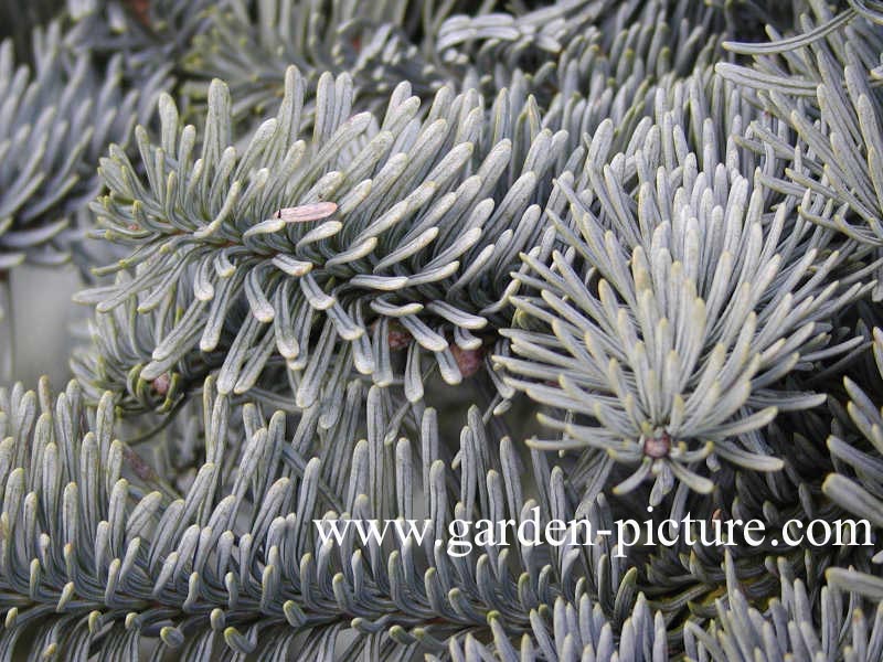 Abies procera 'Glauca'