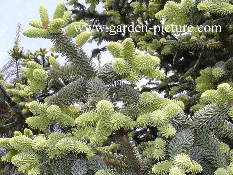 Abies pinsapo 'Aurea'