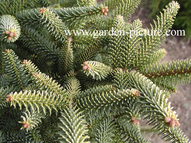 Abies pinsapo 'Aurea'