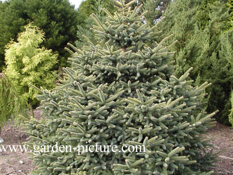 Abies pinsapo 'Aurea'