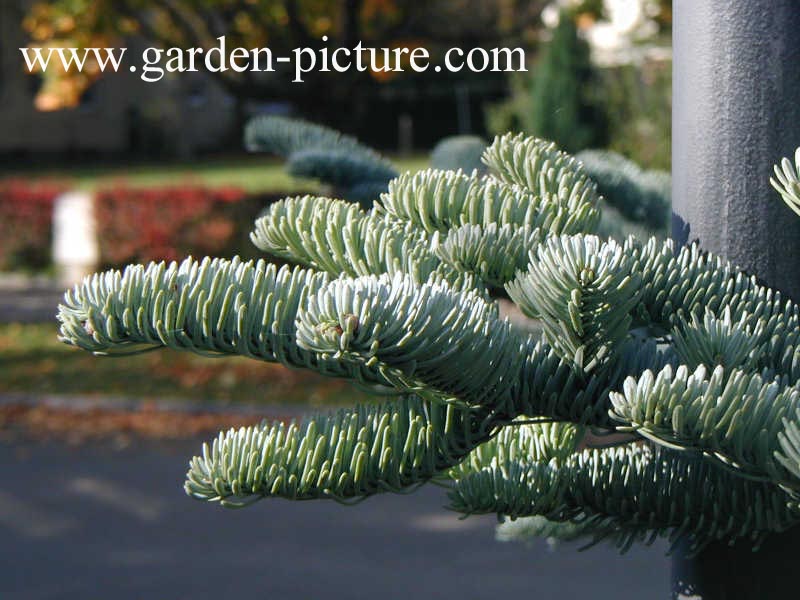 Abies procera 'Glauca'