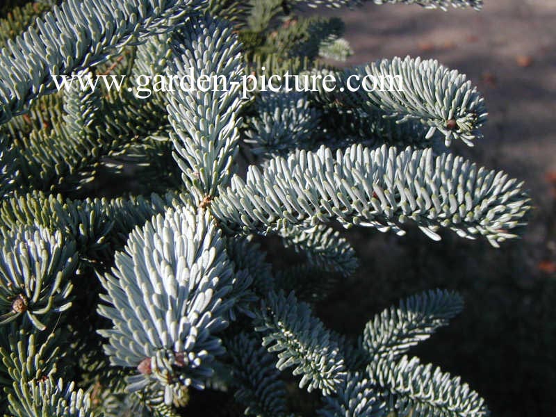 Abies procera 'Glauca'