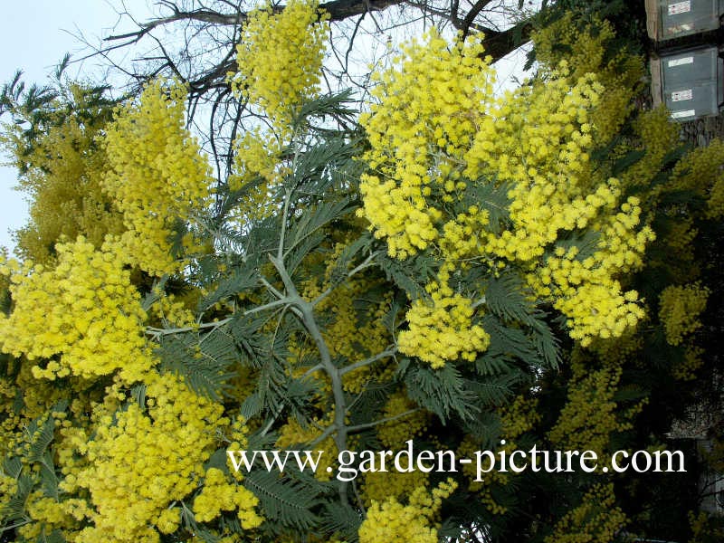 Acacia dealbata