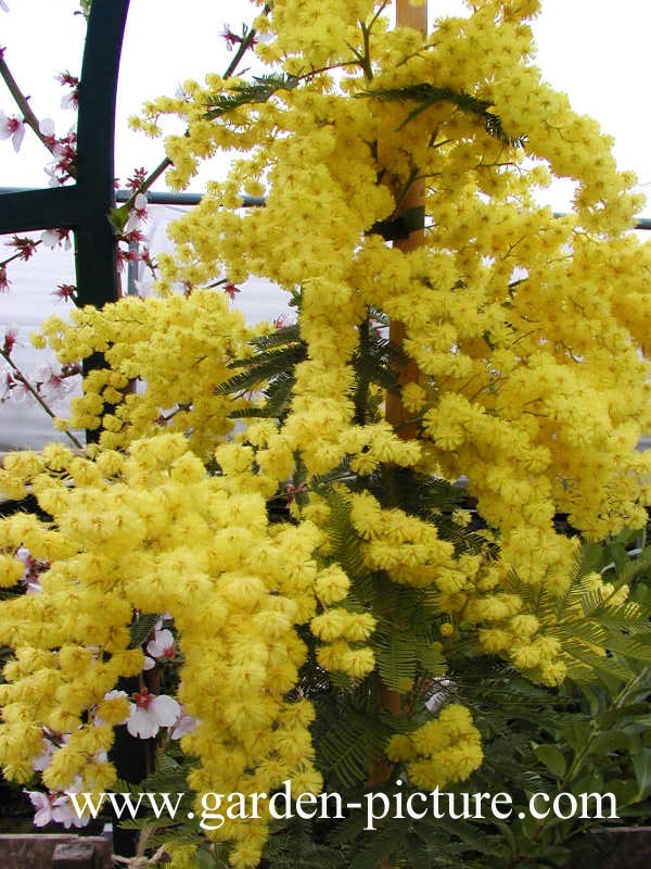 Acacia dealbata