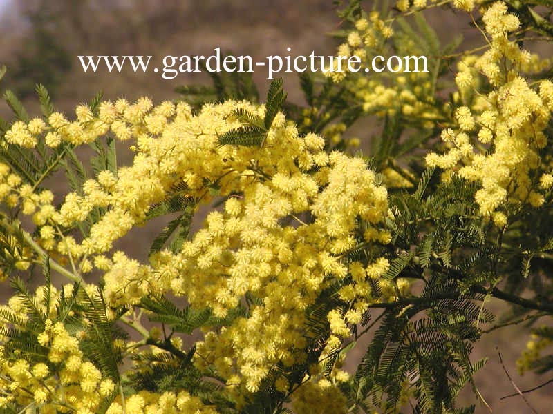 Acacia dealbata