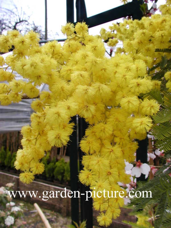 Acacia dealbata