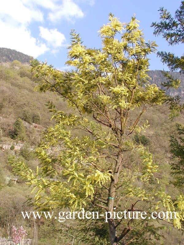 Acacia dealbata