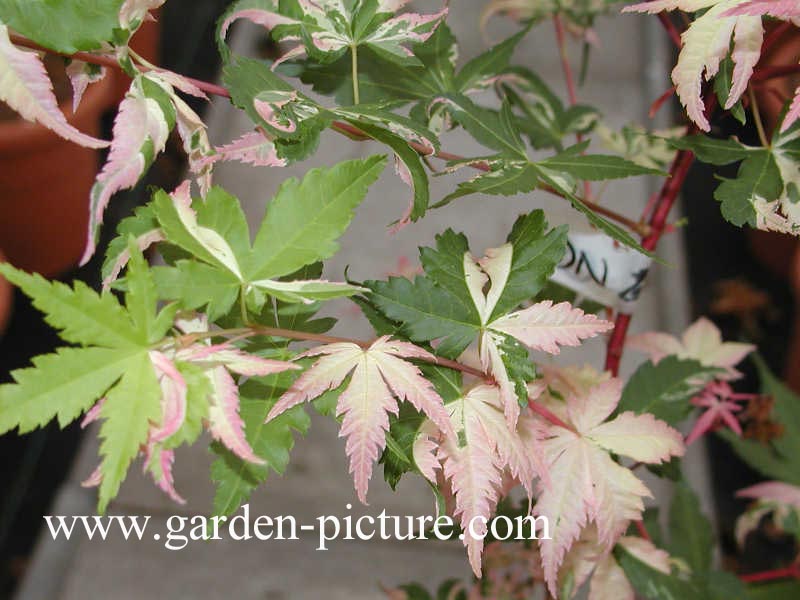 Acer palmatum 'Oridono nishiki'