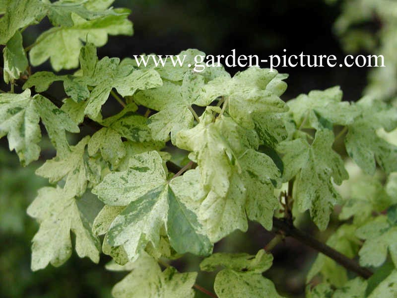 Acer campestre 'Pulverulentum'