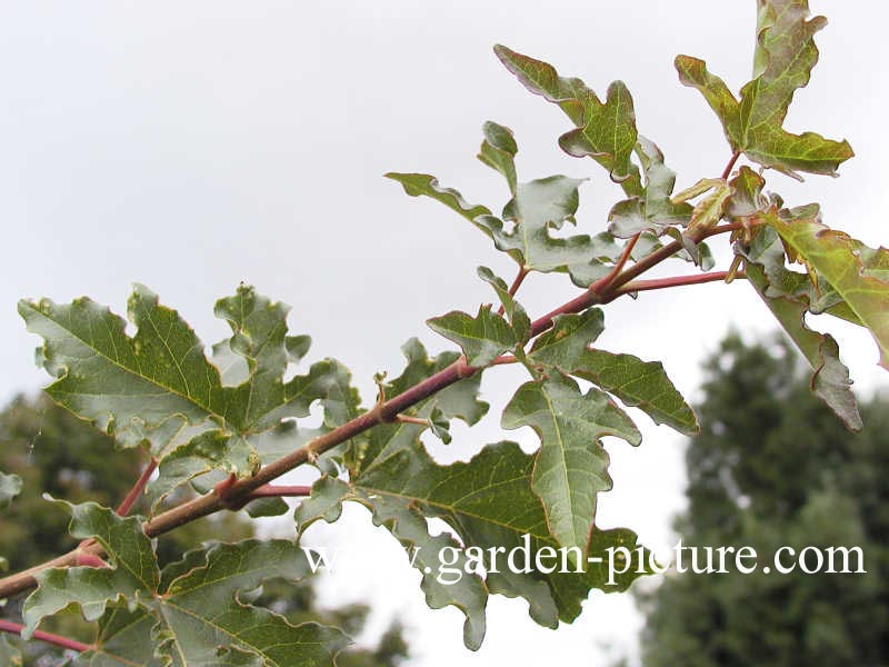 Acer campestre 'Queen Elizabeth'