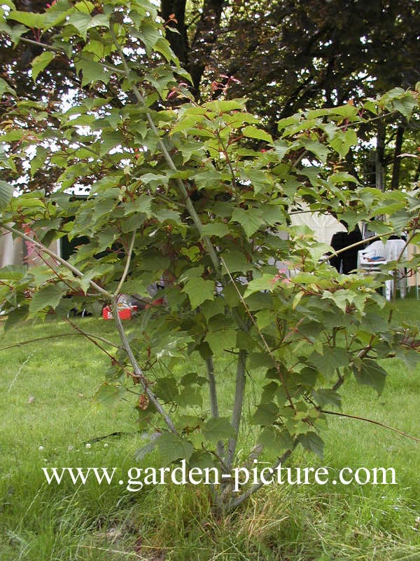 Acer capillipes