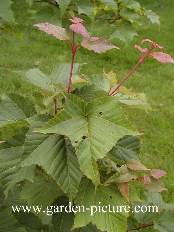 Acer capillipes