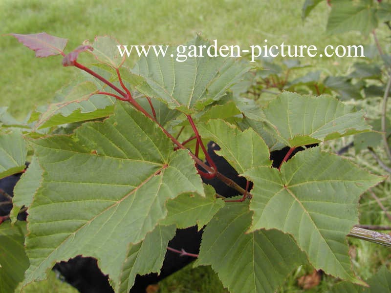 Acer capillipes