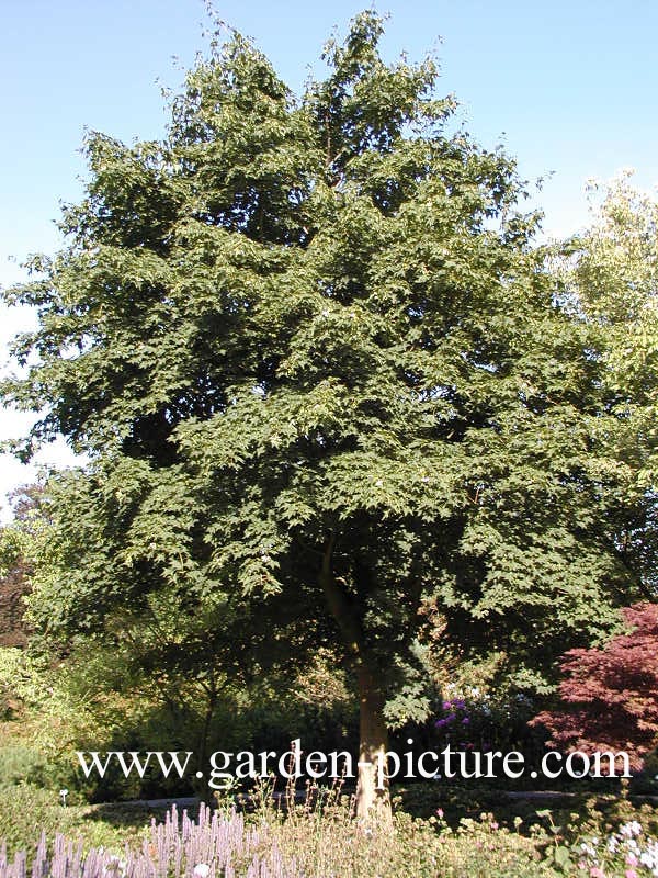 Acer cappadocicum 'Rubrum'