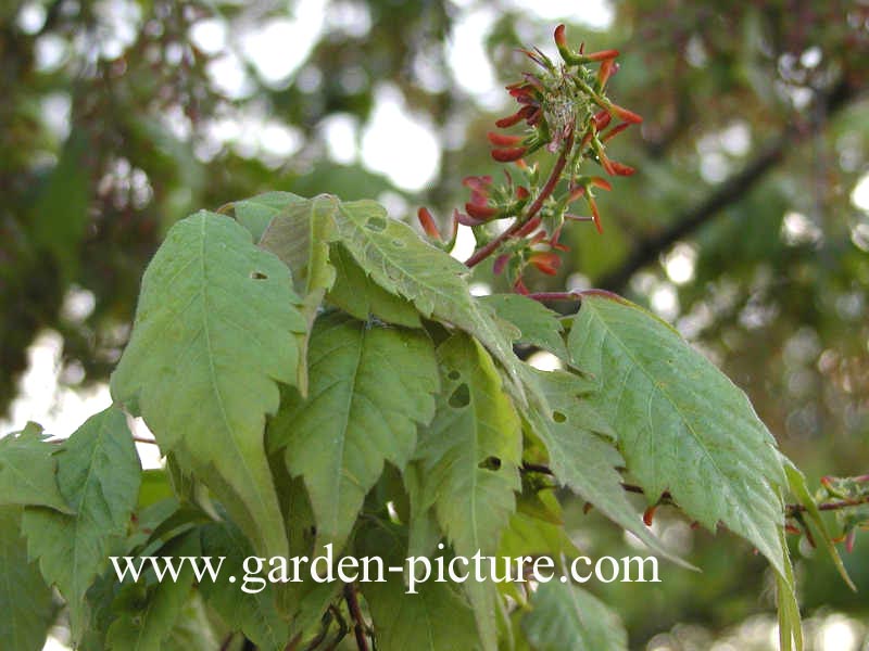 Acer cissifolium