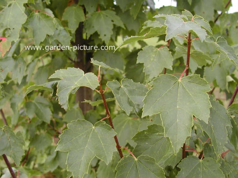 Acer rubrum 'Autumn Flame'