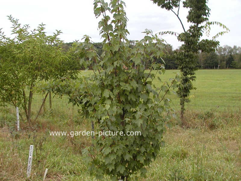 Acer rubrum 'Autumn Flame'