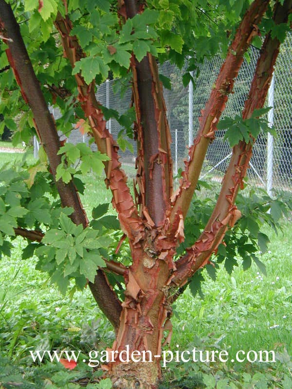 Acer griseum