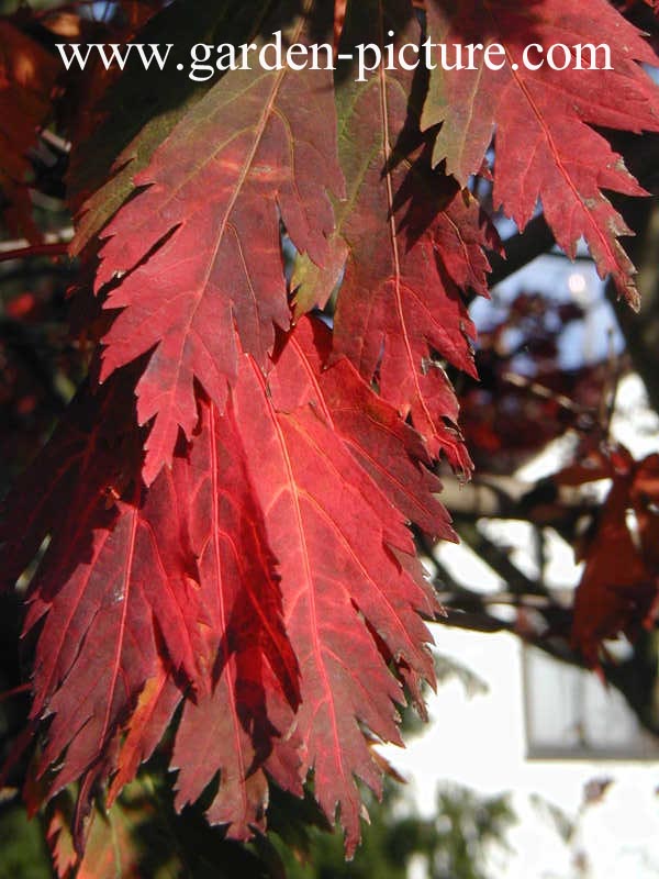 Acer japonicum 'Aconitifolium'