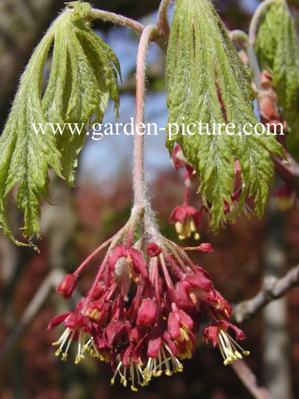 Acer japonicum 'Aconitifolium'