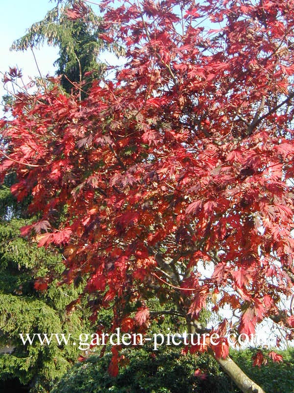 Acer japonicum 'Aconitifolium'