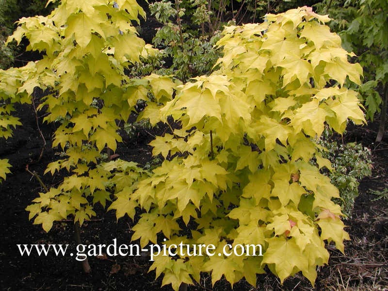 Acer longipes 'Gold Coin'