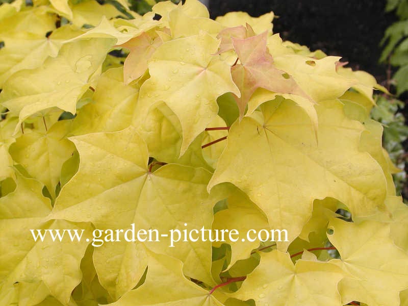 Acer longipes 'Gold Coin'