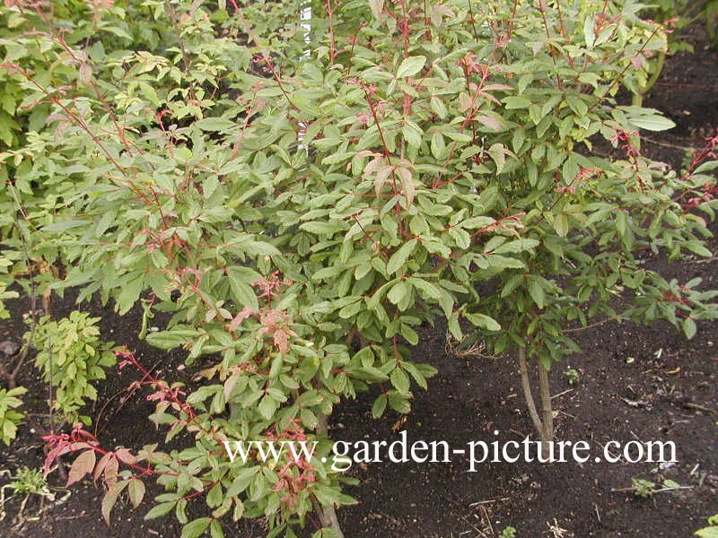 Acer mandshuricum