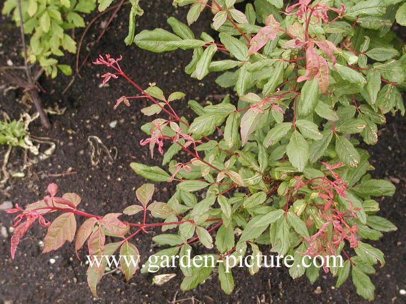 Acer mandshuricum