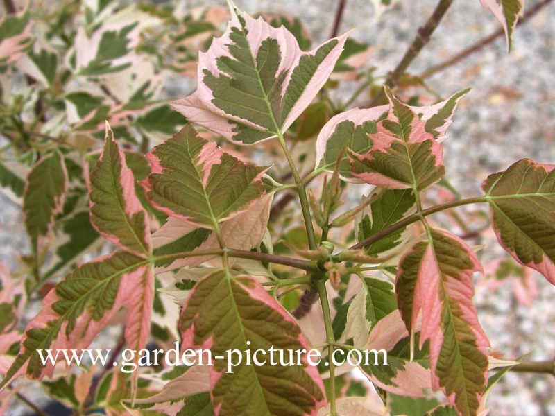 Acer negundo 'Flamingo'