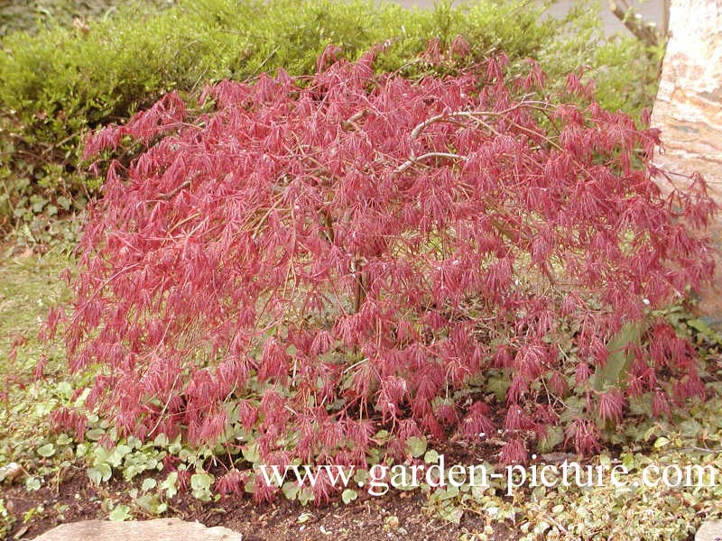 Acer palmatum 'Garnet'