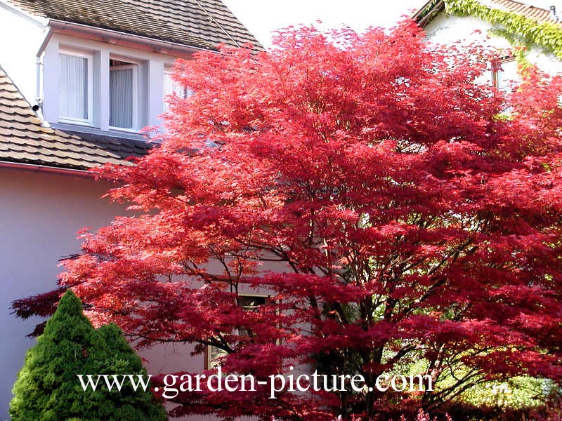 Acer palmatum 'Atropurpureum'