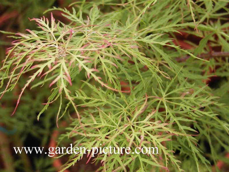 Acer palmatum 'Baldsmith'