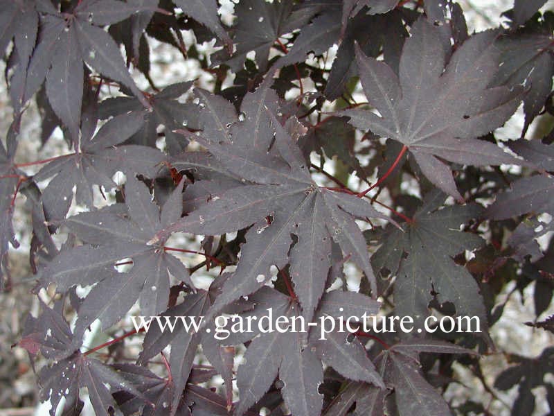 Acer palmatum 'Bloodgood'