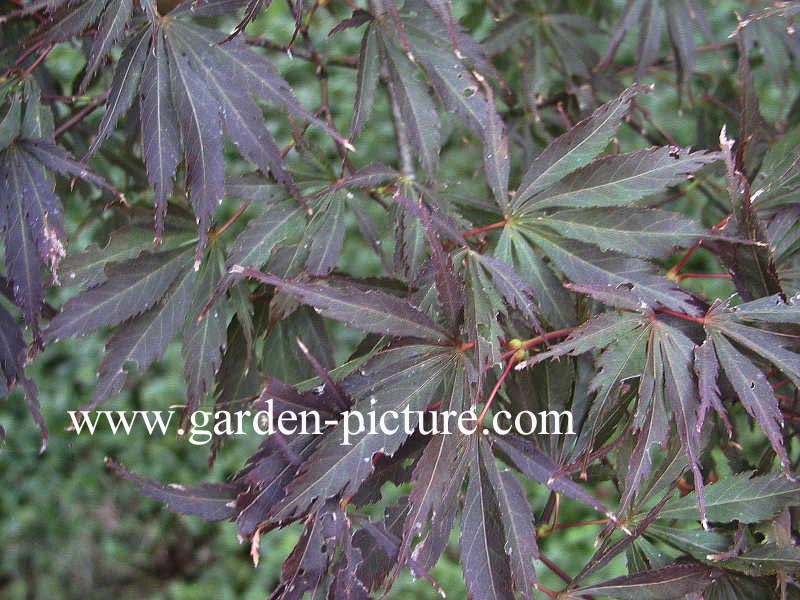 Acer palmatum 'Burgundy Lace'