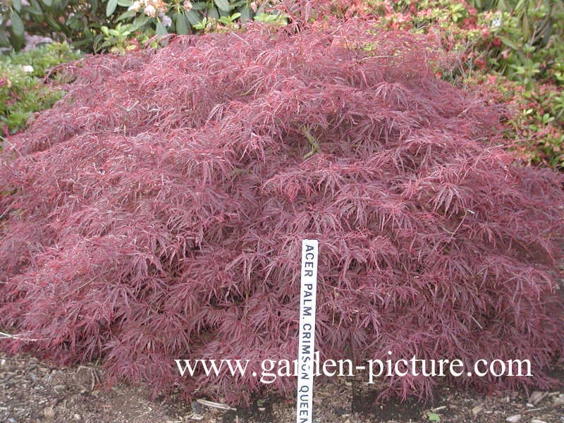 Acer palmatum 'Crimson Queen'