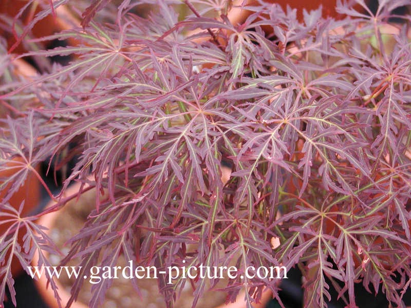 Acer palmatum 'Crimson Queen'