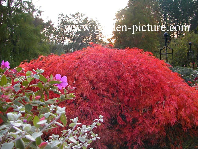 Acer palmatum 'Garnet'