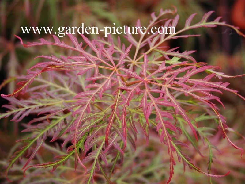 Acer palmatum 'Garnet'